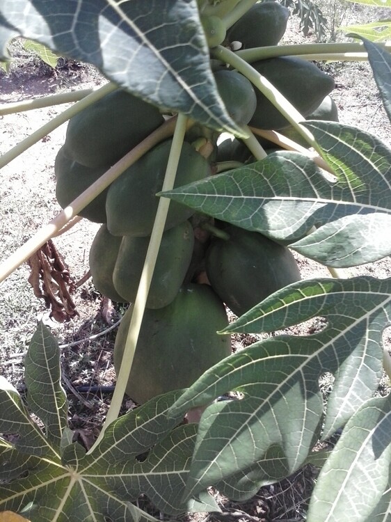 Papaya not ripening Farm Questions FarmNest India Farm Community