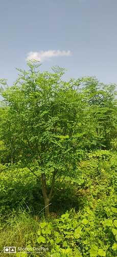 IMG-20260811-WA0022