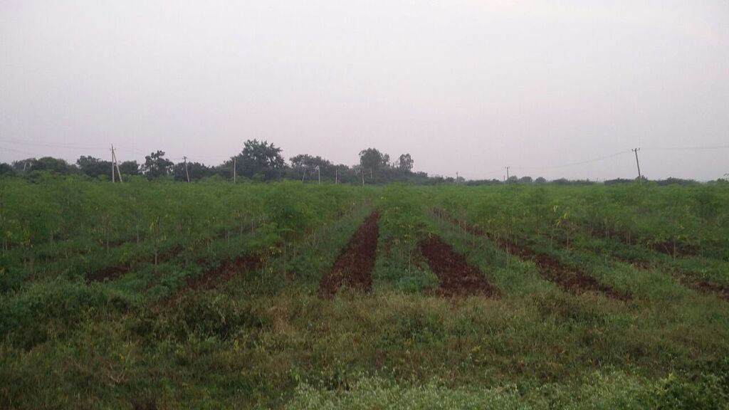 ODC DRUMSTICK in BIDAR Farm Questions FarmNest India Farm Community