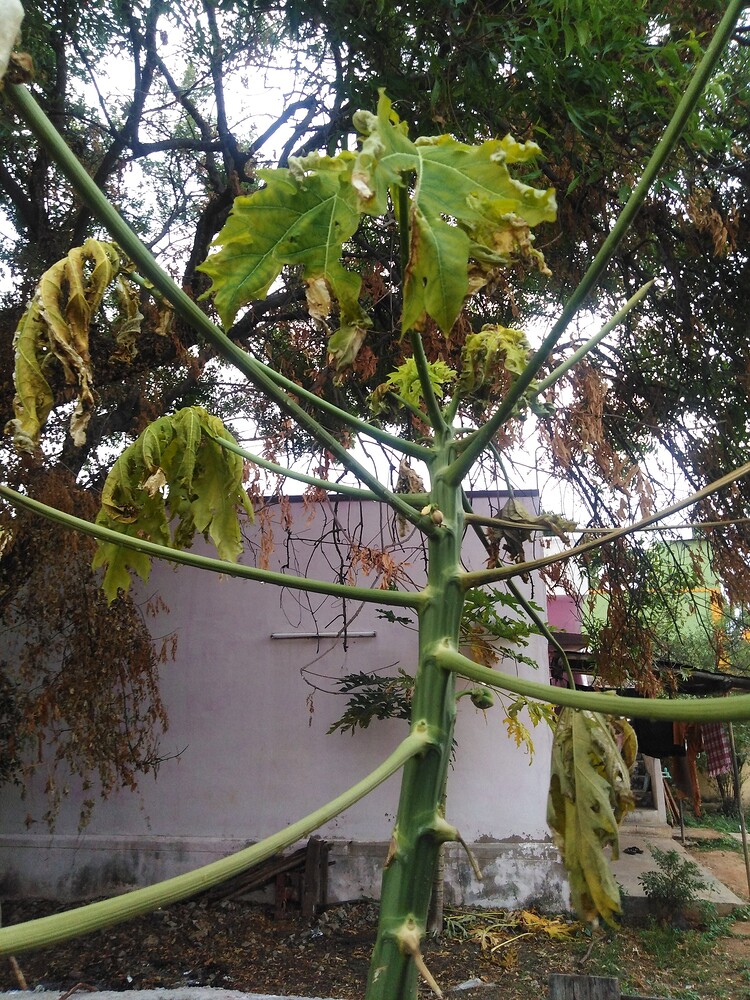 Papaya leaves turning yellow Farm Questions FarmNest India Farm