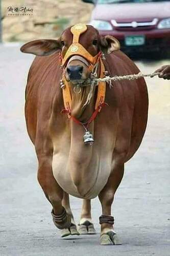 cow pashu