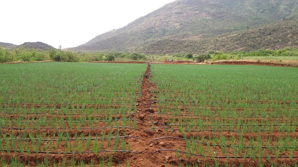 Paddy ( rice ) farming in drip irrigation Farm Questions FarmNest