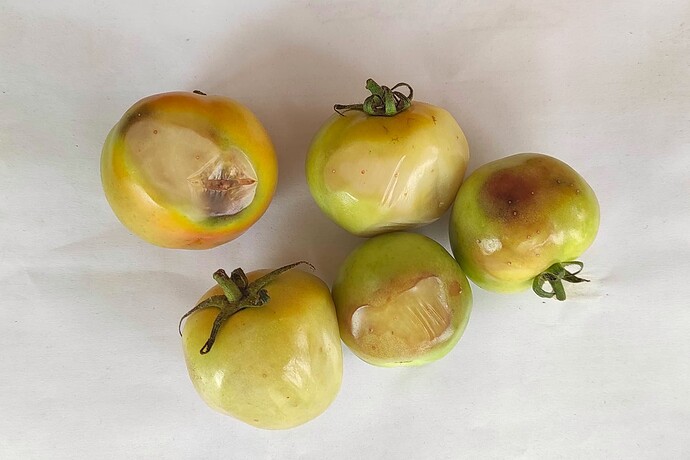 tomato-pest-2