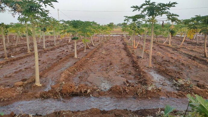 potato-irrigation