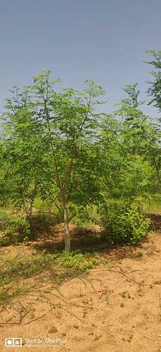 IMG-20260811-WA0019