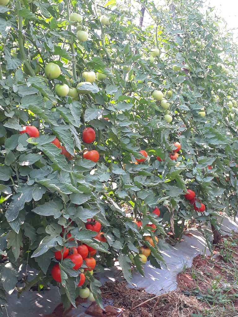 An Indeterminate hybrid tomato yields more than 100 MT per acre Farm