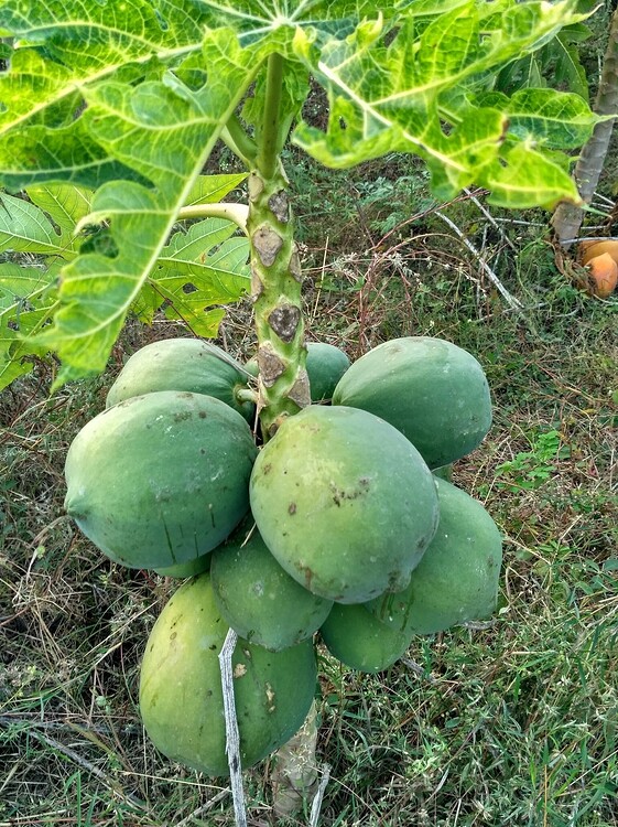 Identify this Papaya disease and organic remedies please Pests and