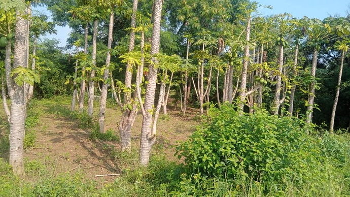 papaya-pruning-3