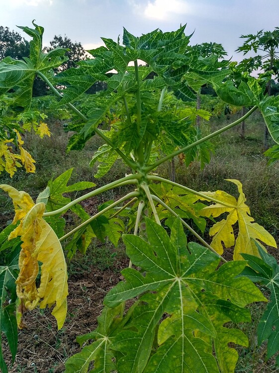 Identify this Papaya disease and organic remedies please Pests and