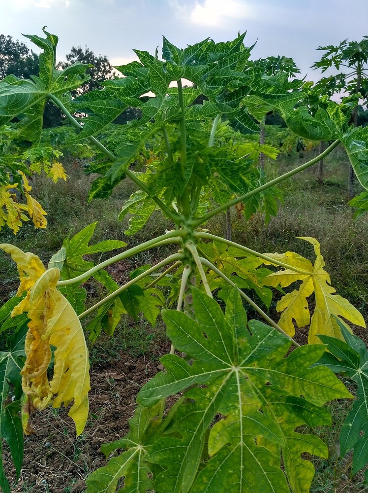 Identify this Papaya disease and organic remedies please Pests and
