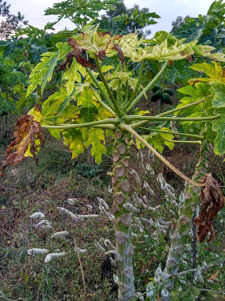 Identify this Papaya disease and organic remedies please Pests and Problems FarmNest India
