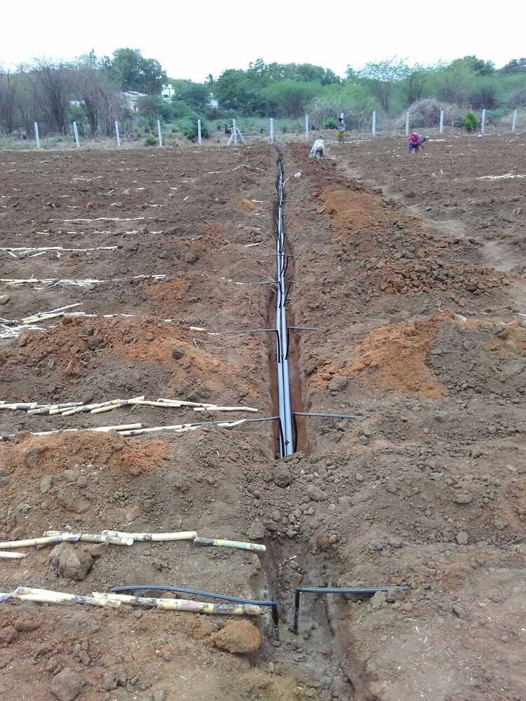 Sugarcane paired row wide spaced planting in drip irrigation for high ...