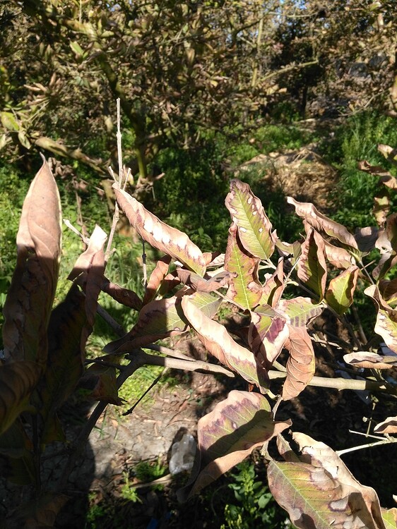 Guava wilt? Any organic remedies? Farm Questions FarmNest India