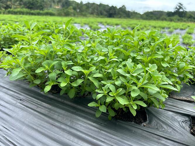 Stevia Farm