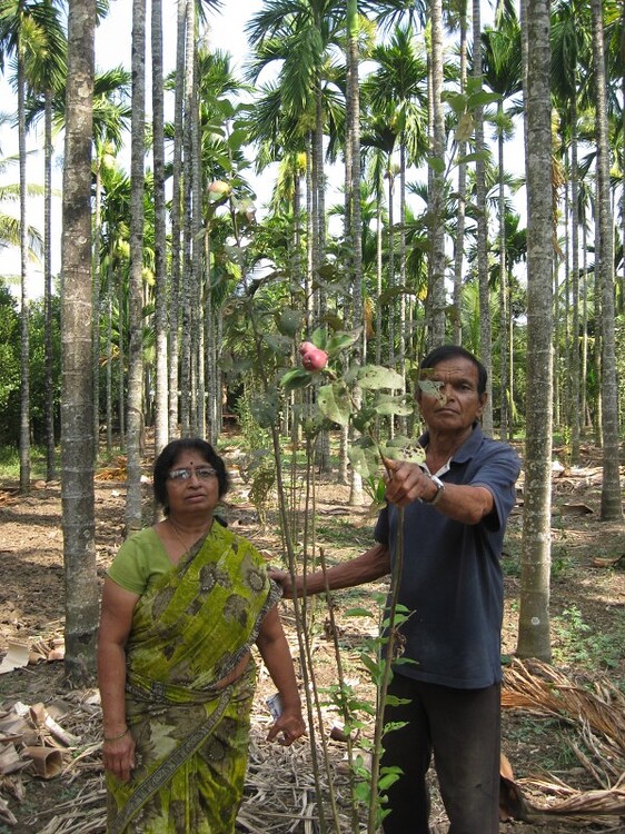 Apple trees in Karnataka started bearing fruits News and Views FarmNest India Farm Community