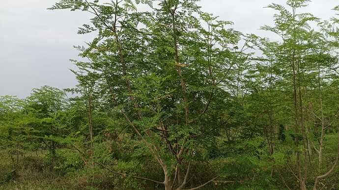 IMG-20260819-WA0007