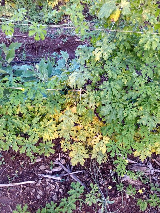 Bitter gourd leaves yellowing Farm Questions FarmNest India Farm