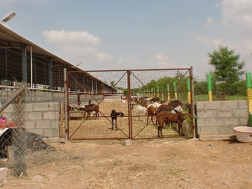 Goat farm.JPG