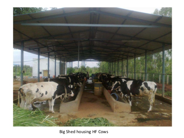 Cow Shed Design For 10 Cows - All About Cow Photos