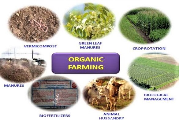organic-farming-3-638