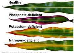 Plant Nutrient Deficiency Chart