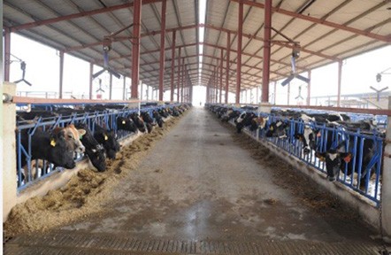 20 to 22 litres milk good breed cow - Farm Advice 