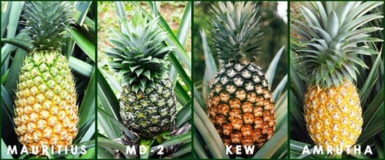 Pineapple%20varieties_india