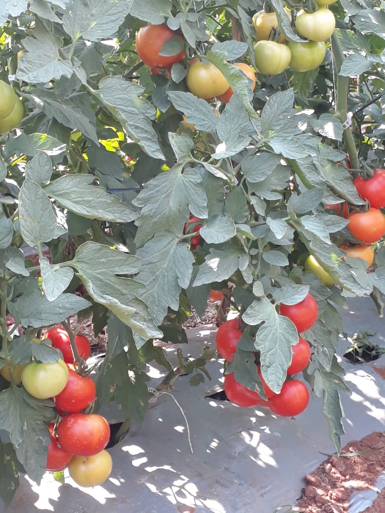 An Indeterminate hybrid tomato yields more than 100 MT per acre Farm